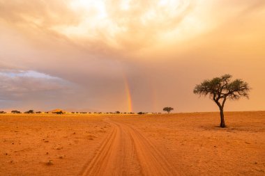 Namib Çölü Namibya 'da yağmurdan sonra gökkuşağı