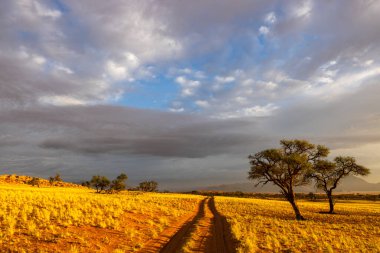 Namibrand Namibya Çölü 'nün sarı kuru otlarında izler var.