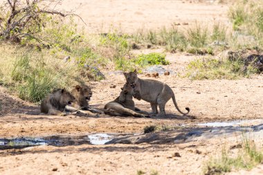 Güney Afrika Kruger NP 'de suyun yanında aslanlar etkileşim halindedir.