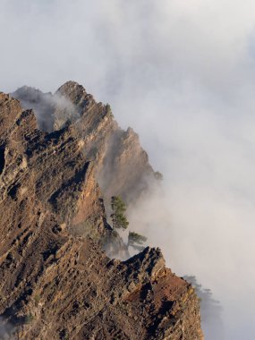 Güneşli bir günde bulutlarla kaplanmış sarp bir kayanın üzerindeki yeşil bir ağaç.