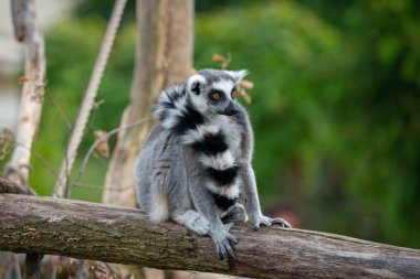 Kuyruğunu bir ağaca sıkıştırmış bir lemur.