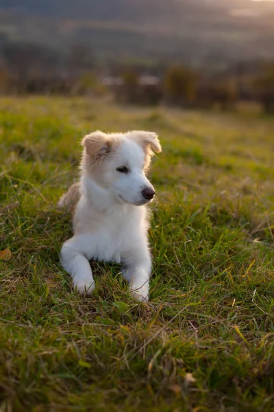 Arkadaki ışığa karşı çimlerin üzerinde yatan hoş, genç beyaz bir köpek. Collie Kenarı