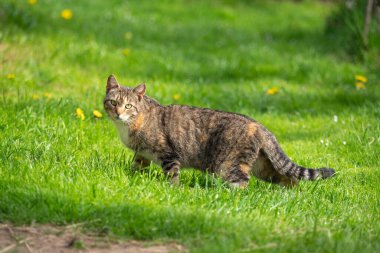 Çayırdaki güzel renkli tekir kedi.