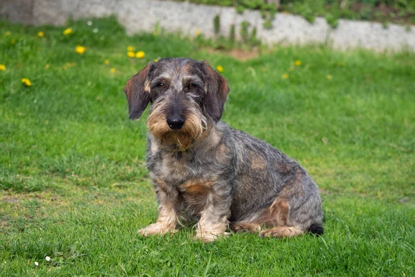 kaba kaplama dachshund çimenlerde oturuyor.