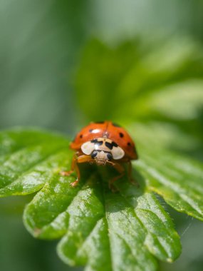 Güneşli bir günde yeşil bir yaprağın üzerindeki uğur böceğinin yakın çekimi