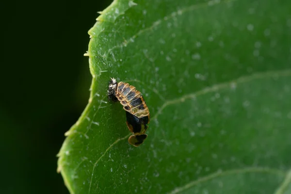 Yeşil yapraklı Asyalı uğurböceği pupası. Pupa evresinde uğur böceği. Böcekbilimcilerin dünyası