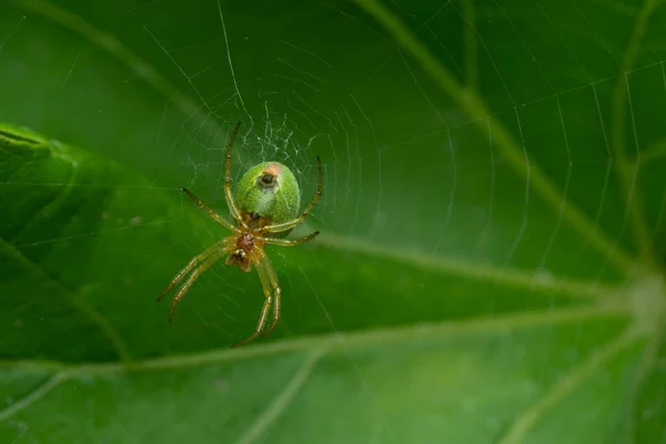 Spinne Araniella Cucurbitina Auf Spinnennetz Mit Grünem Blatthintergrund Natürliche Umwelt — Stockfoto