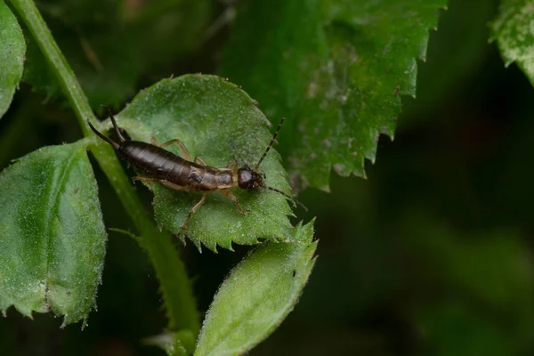 stock image European earwig on a green leaf, Forficula auricularia