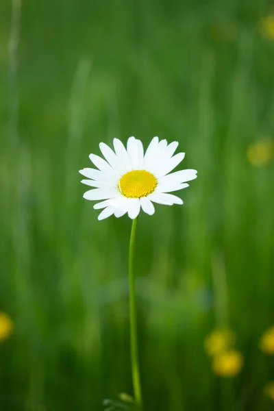 Daisy 'nin geçmişi bulanık. Merkeze yerleştirilmiş bir papatyanın dikey görüntüsü.