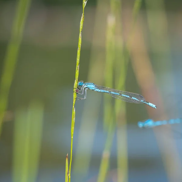 Närbild Makro Skott Blå Trollslända Ett Grässtrå Europeiska Flygande Insekter — Stockfoto