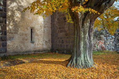 Düşen yaprakları ve eski bir ortaçağ duvarı olan bir sonbahar manzarası. Sonbahar sarı-turuncu renklerde görünüm