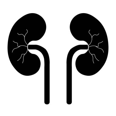 İnsan Vücut Organı İdrar Sistemi Böbrekleri Anatomisi