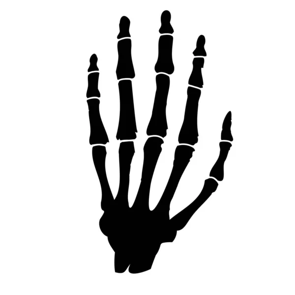 Ossos Mão Humana Anatomia Humana — Vetor de Stock