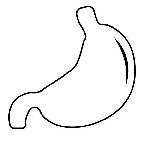 解剖学的詳細 胃のイラスト — ストックベクタ
