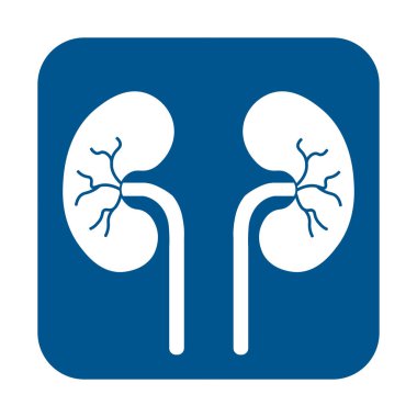 İnsan Vücut Organı İdrar Sistemi Böbrekleri Anatomisi