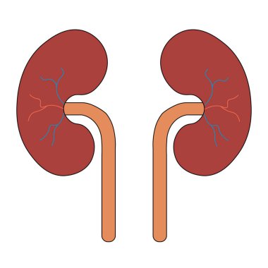 İnsan Vücut Organı İdrar Sistemi Böbrekleri Anatomisi