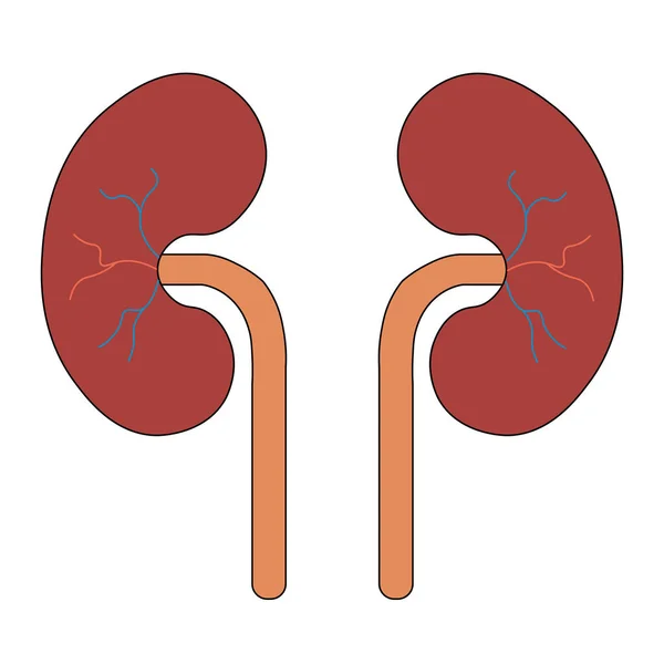 Människokroppens Organ Urinvägar Njurar Anatomi — Stock vektor