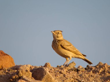 Tarlakuşu, Galerida kristali, kayadaki tek kuş, Ürdün, Ekim 2022