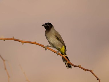Sarı havalandırmalı bulbul, Pycnonotus goiavier, şubedeki tek kuş, Ürdün, Ekim 2022