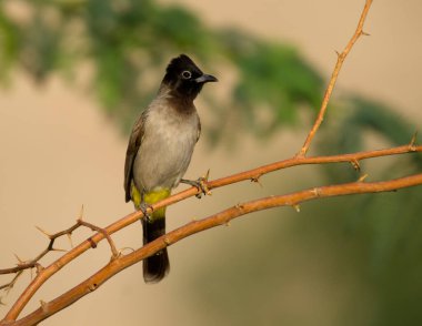Sarı havalandırmalı bulbul, Pycnonotus goiavier, şubedeki tek kuş, Ürdün, Ekim 2022