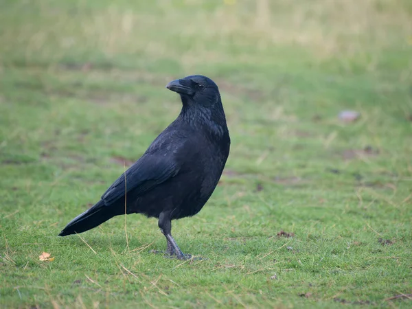 Caron Crow Corvus Corone Single Bird Grass Warwickshire October 2022 — 图库照片