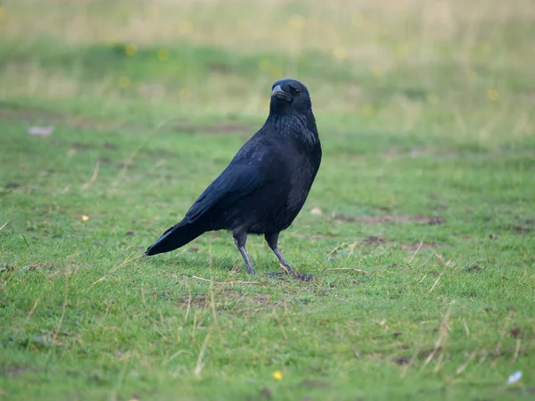 Carrion Crow Corvus Corone Çimenlerdeki Tek Kuş Warwickshire Ekim 2022 — Stok fotoğraf