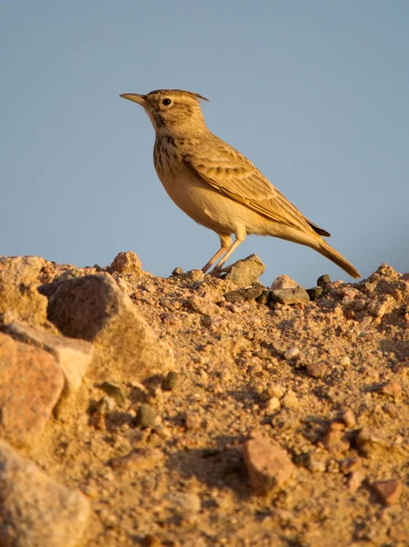 Crested Lark Galerida Cristata Single Bird Rock Jordânia Outubro 2022 — Fotografia de Stock
