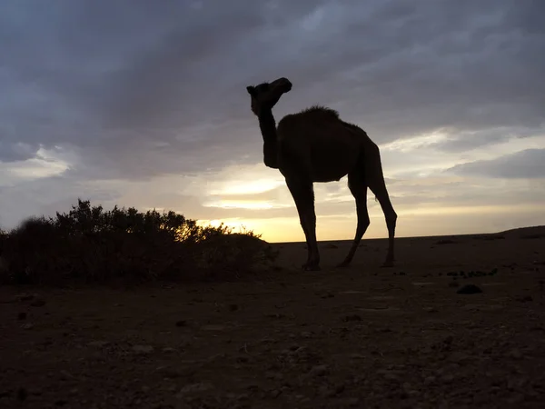 Dromedario Cammello Arabo Camelus Dromedarius Singolo Mammifero Retroilluminato Giordania Ottobre — Foto Stock