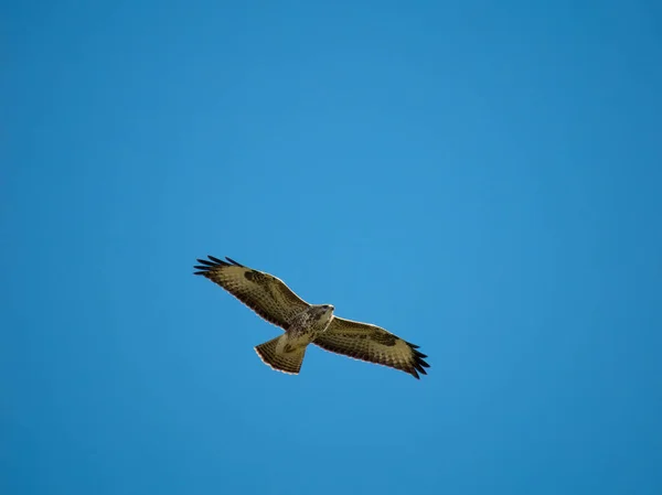 Poiana Comune Buteo Buteo Uccello Single Volo Warwickshire Ottobre 2022 — Foto Stock