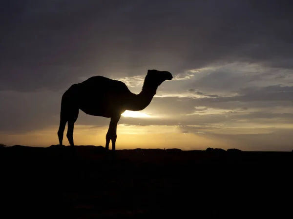 Dromedary Lub Wielbłąd Arabski Camelus Dromedarius Podświetlenie Pojedynczego Ssaka Jordania — Zdjęcie stockowe