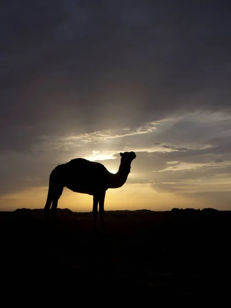 Dromedario Camello Árabe Camelus Dromedarius Solo Mamífero Retroiluminado Jordania Octubre — Foto de Stock