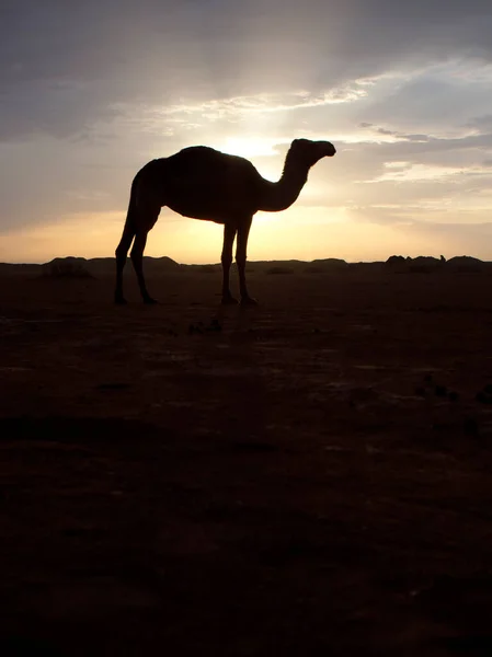 Dromedario Cammello Arabo Camelus Dromedarius Singolo Mammifero Retroilluminato Giordania Ottobre — Foto Stock
