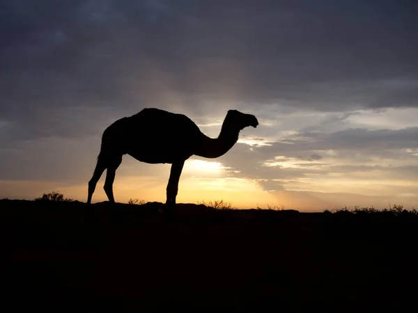 Dromedario Camello Árabe Camelus Dromedarius Solo Mamífero Retroiluminado Jordania Octubre — Foto de Stock