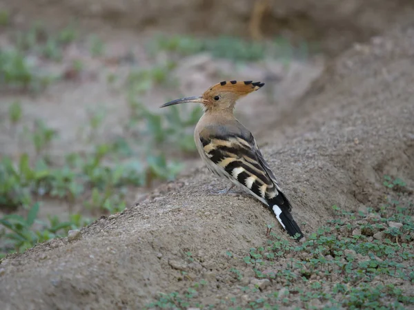 Wiedehopf Upupa Epops Einzelvogel Boden Jordanien Oktober 2022 — Stockfoto