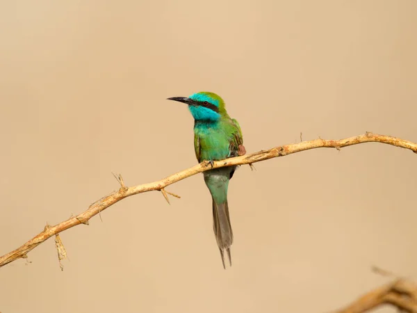 小绿蜂食用者 Merops Orientalis Single Bird Branch Jordan October 2022 — 图库照片