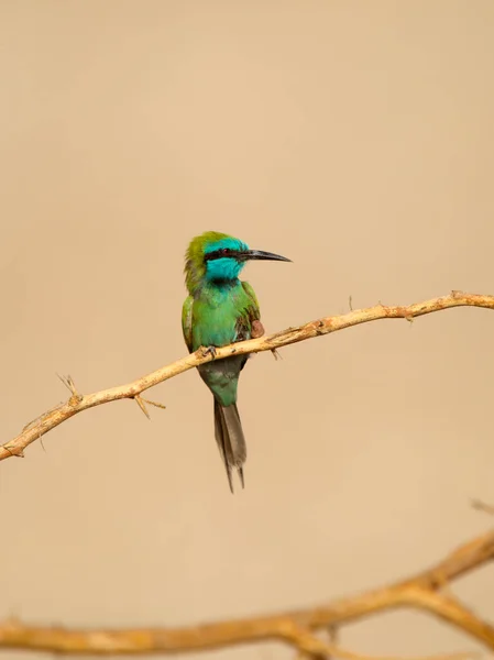 Küçük Yeşil Arı Yiyici Merops Orientalis Şubedeki Tek Kuş Jordan — Stok fotoğraf