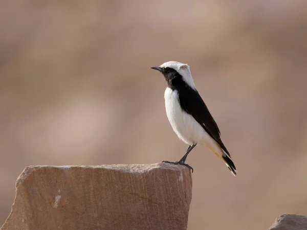 Opłakiwanie Pszenicy Enanthe Lugens Samotny Ptak Skale Jordania Październik 2022 — Zdjęcie stockowe