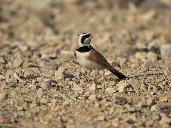 Skowronek Temminkowy Eremophila Bilopha Pojedynczy Ptak Ziemi Jordania Październik 2022 — Zdjęcie stockowe