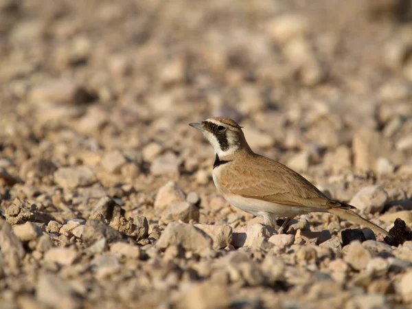 Temminsks Lark Eremophila Bilopha Single Bird Ground Jordan October 2022 — 스톡 사진