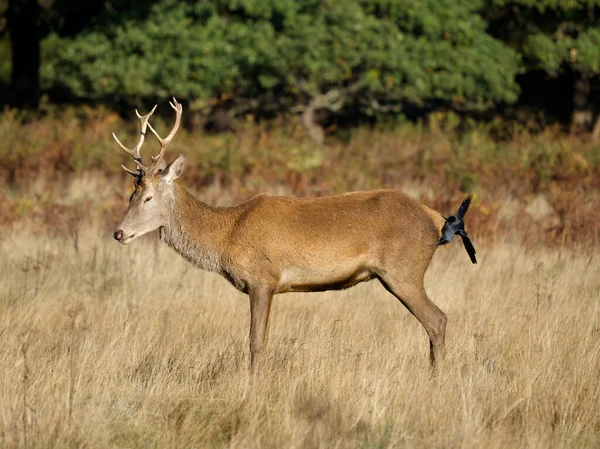 Red Deer Cervus Elaphus Single Male Jackdaw Back Richmond Park — Stock Photo, Image