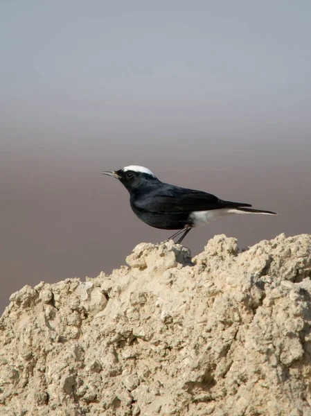 Černý Pštros Bílou Korunou Oenanthe Leucopyga Jediný Pták Skále Jordánsko — Stock fotografie