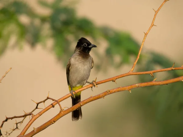 Bulbul Évent Jaune Pycnonotus Goiavier Oiseau Unique Sur Branche Jordanie — Photo