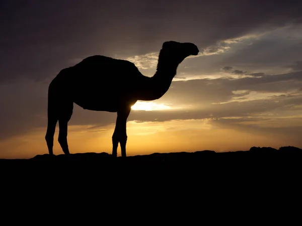 Dromedario Camello Árabe Camelus Dromedarius Solo Mamífero Retroiluminado Jordania Octubre Fotos de stock libres de derechos