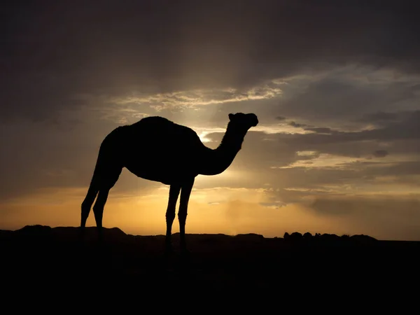 Dromedario Camello Árabe Camelus Dromedarius Solo Mamífero Retroiluminado Jordania Octubre Imágenes de stock libres de derechos