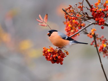 Boğa ispinozu, Pyrrhula pirrhula, Kasım 2022 'de Rowan ağacında beslenen tek erkek kuş. 