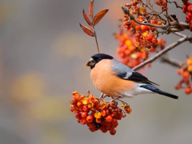 Boğa ispinozu, Pyrrhula pirrhula, Kasım 2022 'de Rowan ağacında beslenen tek erkek kuş. 
