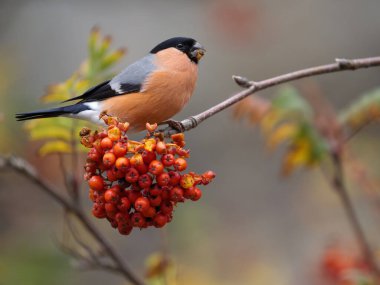 Boğa ispinozu, Pyrrhula pirrhula, Kasım 2022 'de Rowan ağacında beslenen tek erkek kuş. 