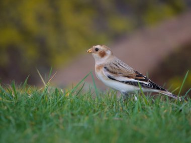 Kar kiraz kuşu, Plectrophenax nivalis, çimlerin üzerinde bekar erkek, Gloucestershire, Ekim 2022