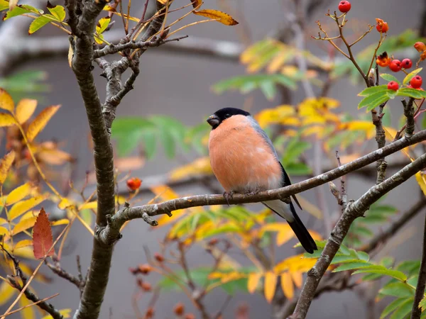 Bullfink Pyrrhula Pyrrhula Singel Hanfågel Utfodring Rowan Träd Wales November — Stockfoto