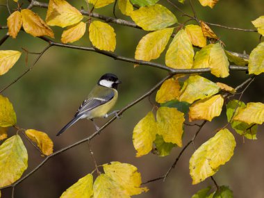 Great tit, Parus major, single bird on Beech leaves, Warwickshire, November 2022